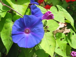 27881 Blue flowers.jpg